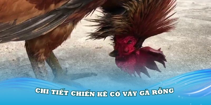 Tìm hiểu chi tiết gà vảy Rồng với các đặc điểm