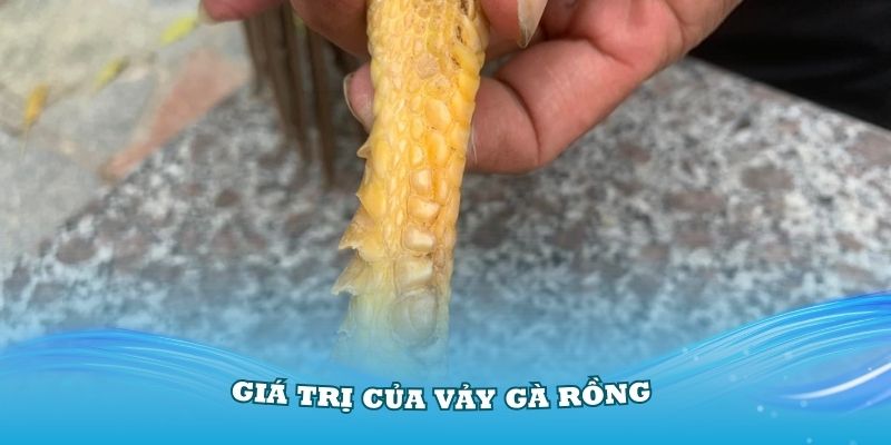 Tìm hiểu về giá trị của gà vảy Rồng