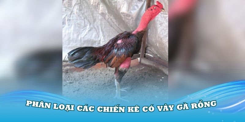 Phân loại các chiến kê có gà vảy Rồng