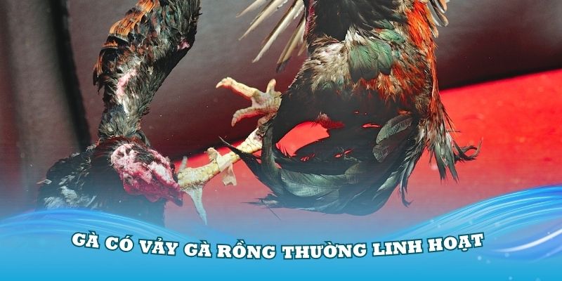 Chiến kê có gà vảy Rồng thường có lối đá linh hoạt