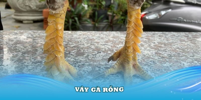 Gà Vảy Rồng Là Gì? Tìm Hiểu Về Các Đặc Điểm Và Lối Đá Của Chiến Kê